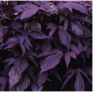 Снимок экрана 2025-10-22 163728